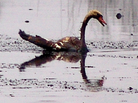 Jak umraj labut na lagun smrti? Rnou z milosti