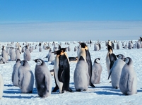 Kolonie tučňáků císařských