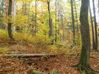 Nový prales v Česku. Bude na Moravě
