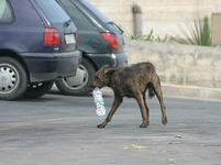 Pes s plastvou láhví