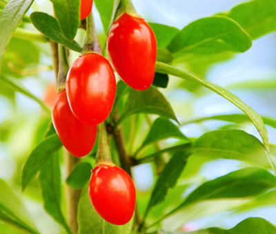 Goji: Vyzkoušejte elixír mládí a