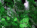 Satelitní fotografie Bielowiežského pralesa
