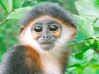 http://img.aktualne.centrum.cz/90/24/902449-kockodanovita-opice-langur-edonohy.jpg