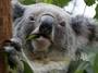 Koala, eucaplyptus