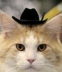 Kočky z Texasu 4 Kočky z Texasu 4