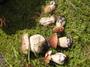 Pozor na houby z Brd. Jsou plné olova, varuje vědec