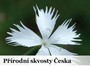 Skvost české přírody, vzácný petrklíč, bojuje o přežití