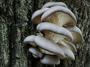 Fotoblog: Příroda maká na tři směny, houby pořád rostou