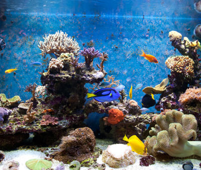 5620107-morske-akvarium.jpg (400×340) | Akvárium | Pinterest
